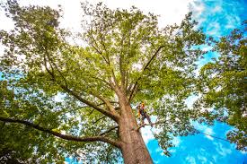 Best Tree Health Inspection  in Homeland, CA