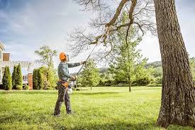  Homeland, CA Tree Removal Pros