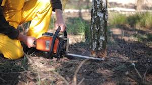 Reliable Homeland, CA Tree Removal Solutions