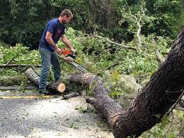How Our Tree Care Process Works  in  Homeland, CA