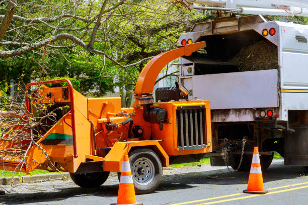 Best Seasonal Cleanup (Spring/Fall)  in Homeland, CA