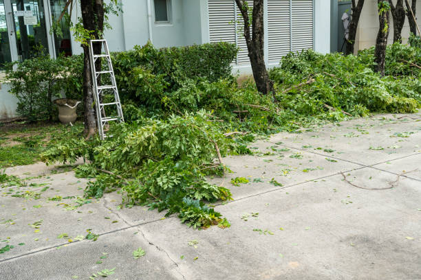 Best Stump Grinding and Removal  in Homeland, CA