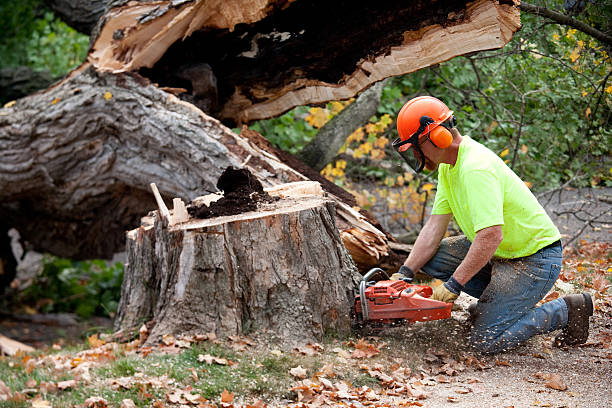 Best Tree Preservation Services  in Homeland, CA