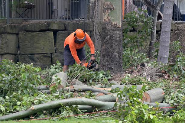 Best Tree Removal  in Homeland, CA