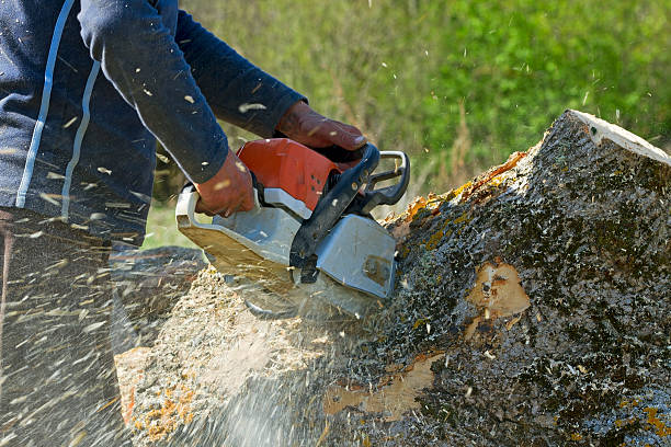 Best Tree Maintenance Programs  in Homeland, CA