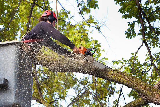 Best Aeration Services  in Homeland, CA